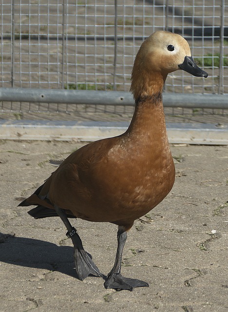 平等权利和